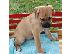 PoulaTo: Διαθέσιμα κουτάβια Cane Corso.